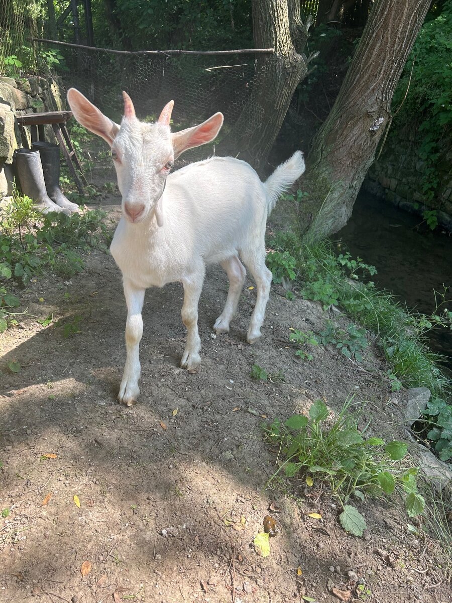 Kozička