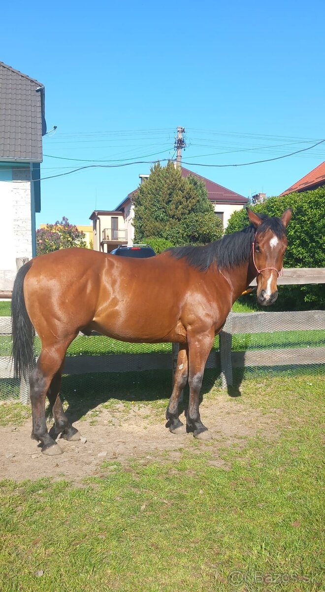 3 letý valach QH