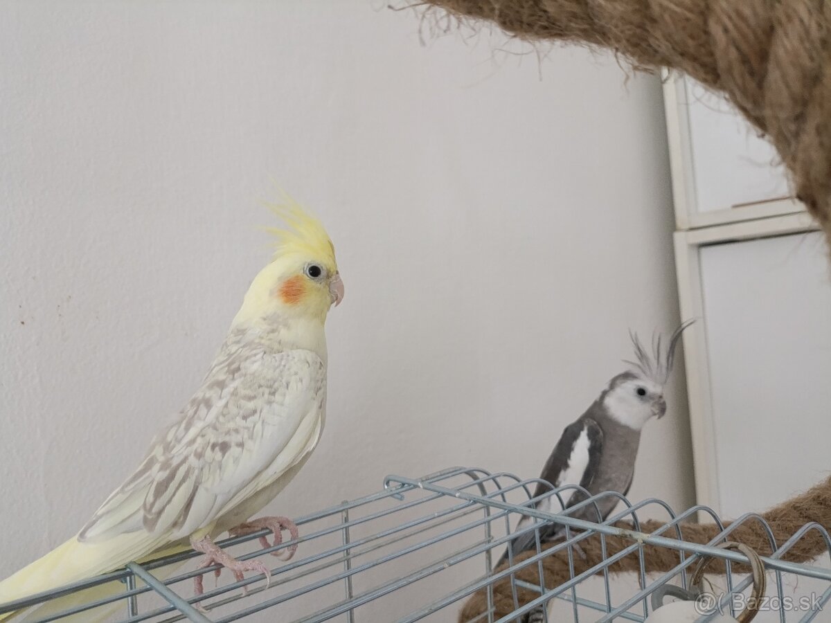 Predám papagáje, samec aj samica