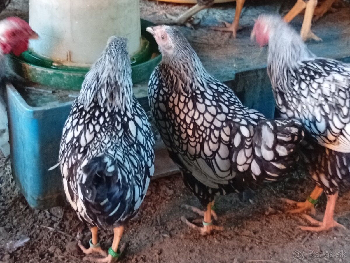 Predam wyandotky zdrobnela.