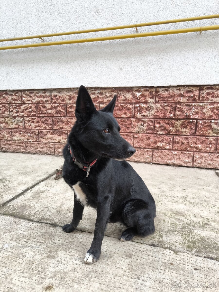 Darujeme krizenca menom Ghosty