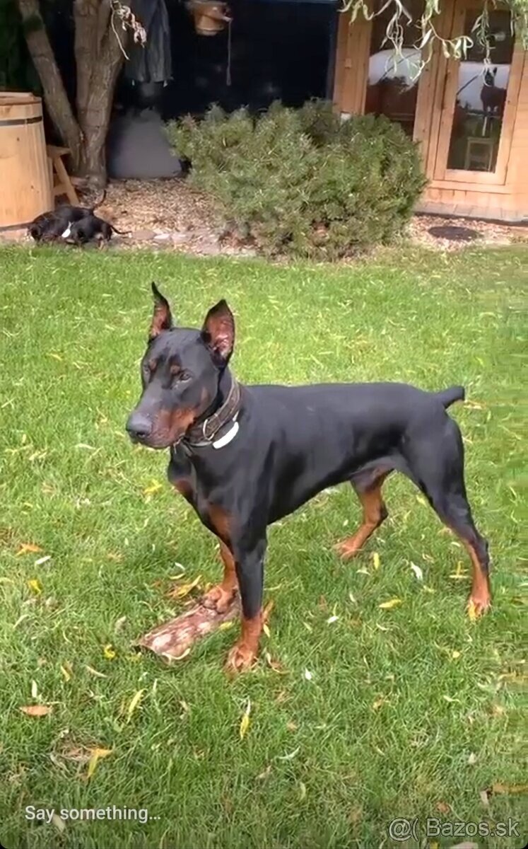 Darujem dobermana