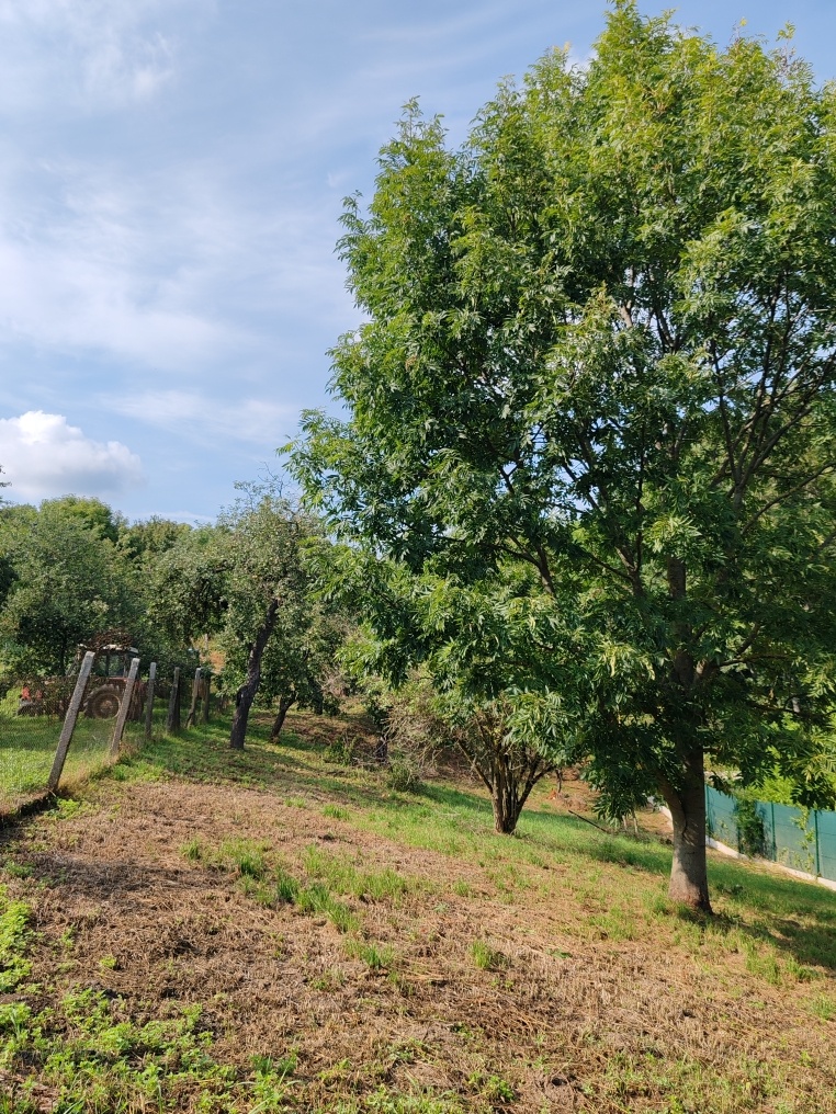 Na predaj pozemok Cerová - Rozbehy