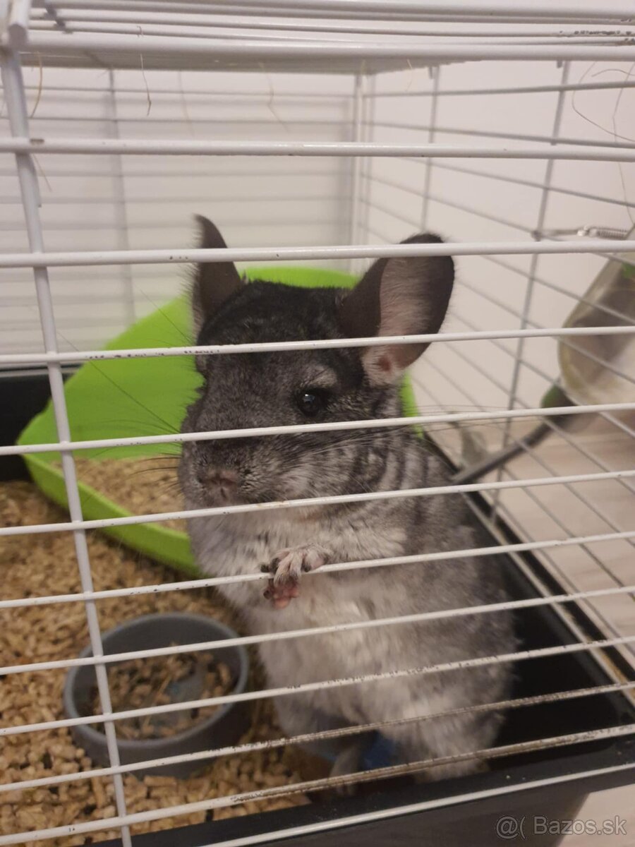 Chinchilla Cincila