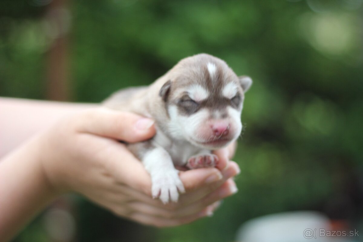 Predám krásne zdravé šteniatka Sibírsky Husky