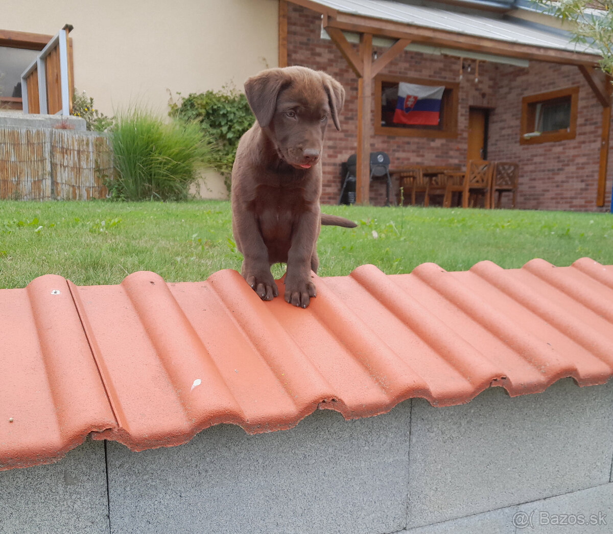Čokoládové šteňatá Labradora