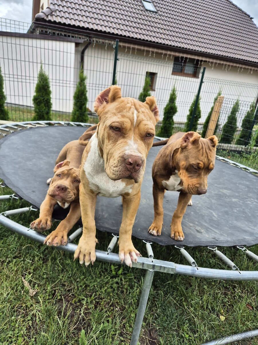 American bully XL