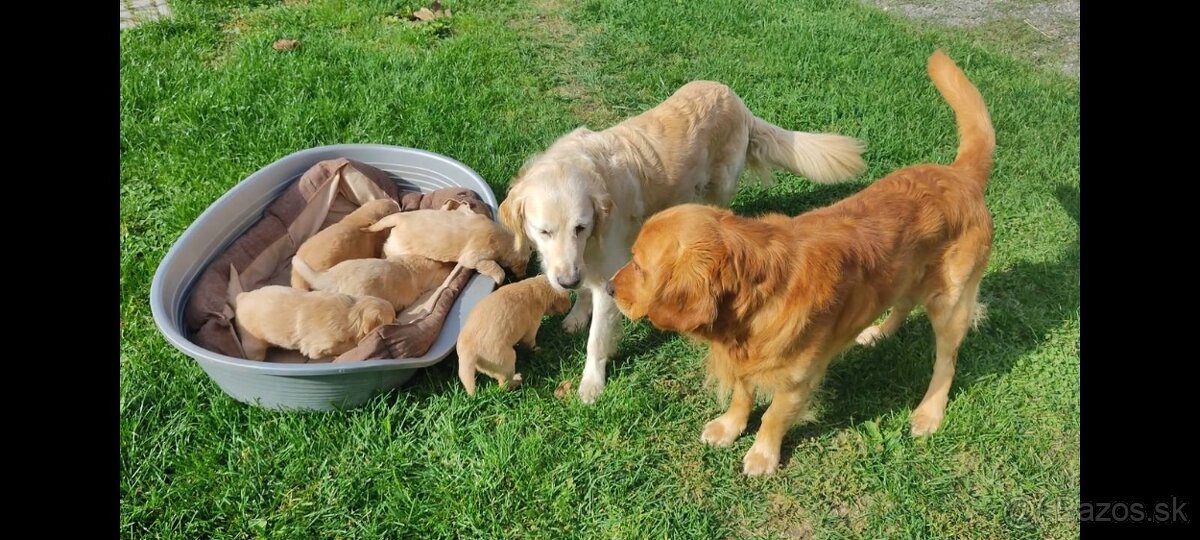 Golden-Zlatý retriever šteniatka