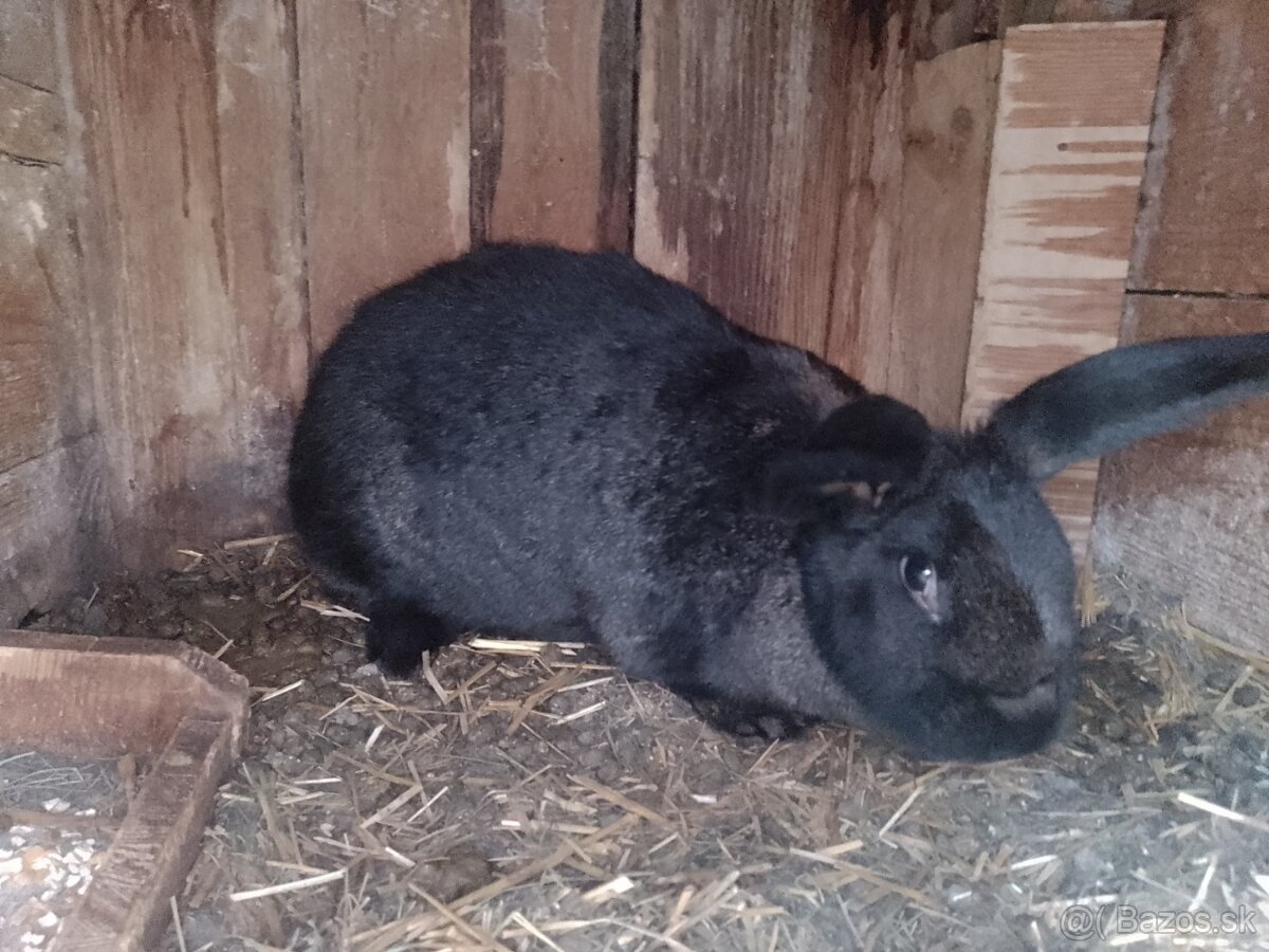 Predaj králikov v mäse alebo živých