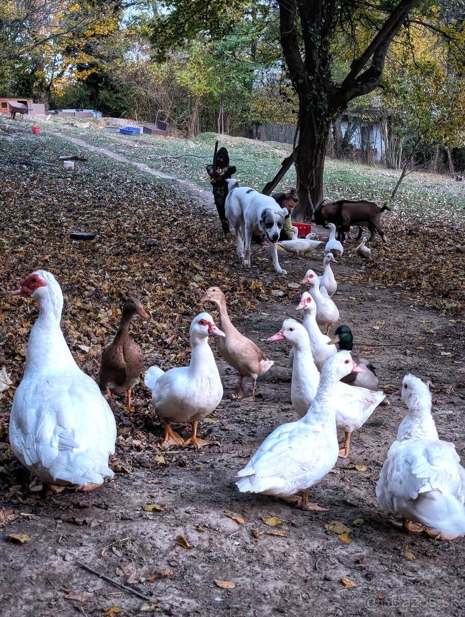 Pižmové kačice – biele barbarianky, voľný výbeh