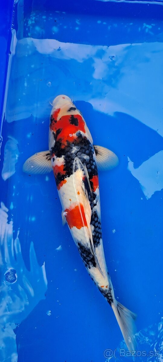 Koi Kapre