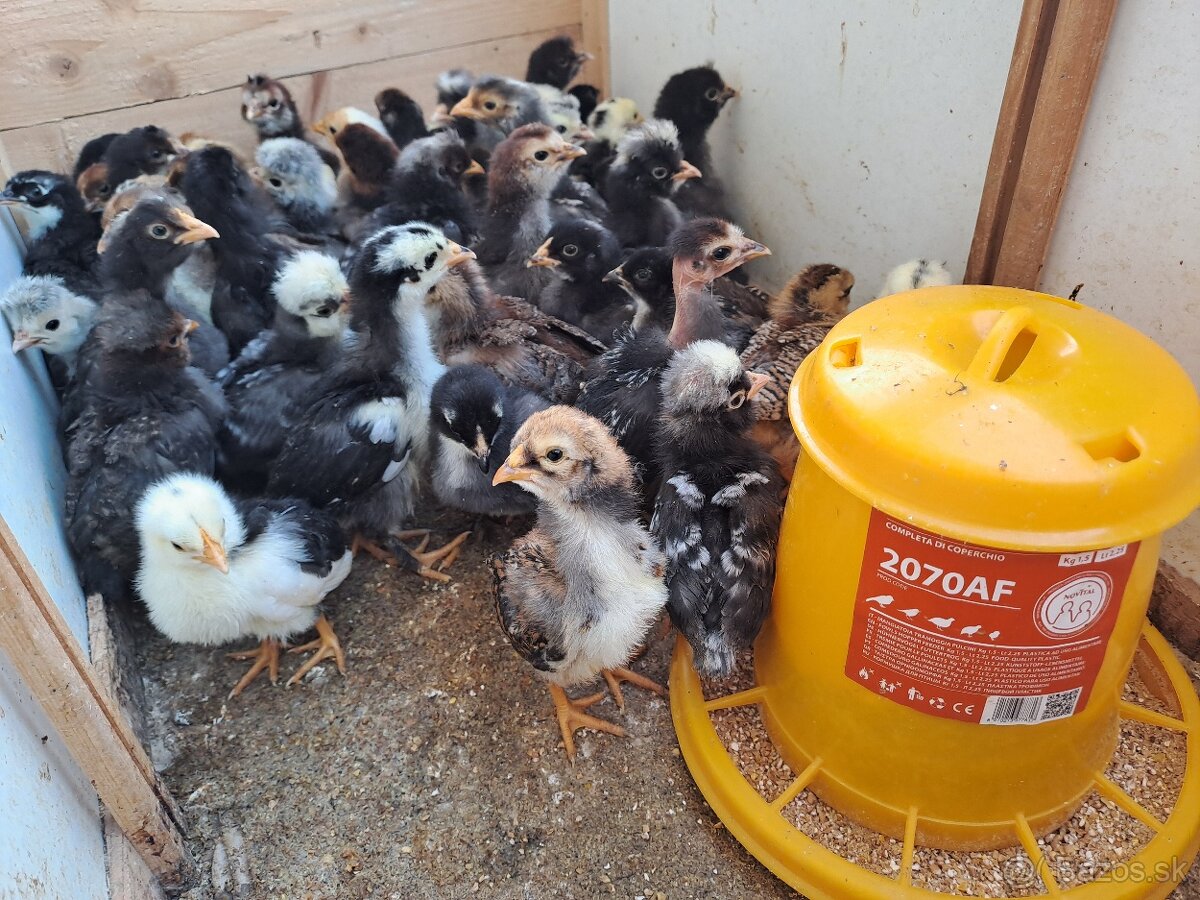 Kuriatka mix z dvora