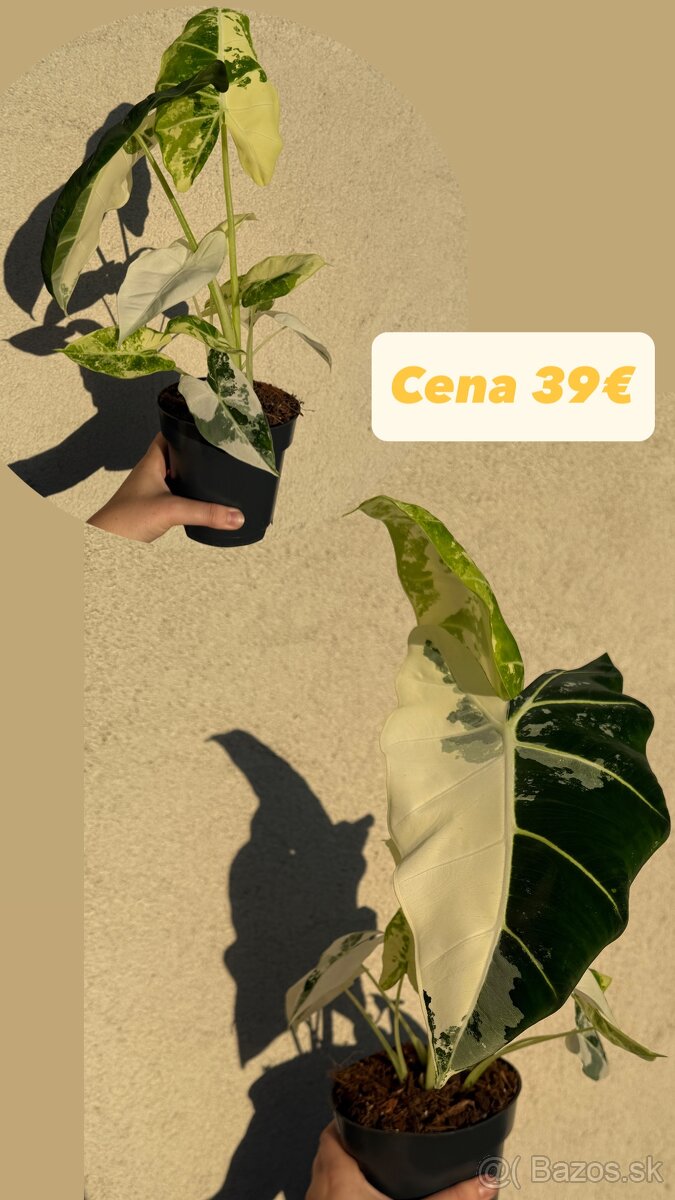 Alocasia Frydek Variegata