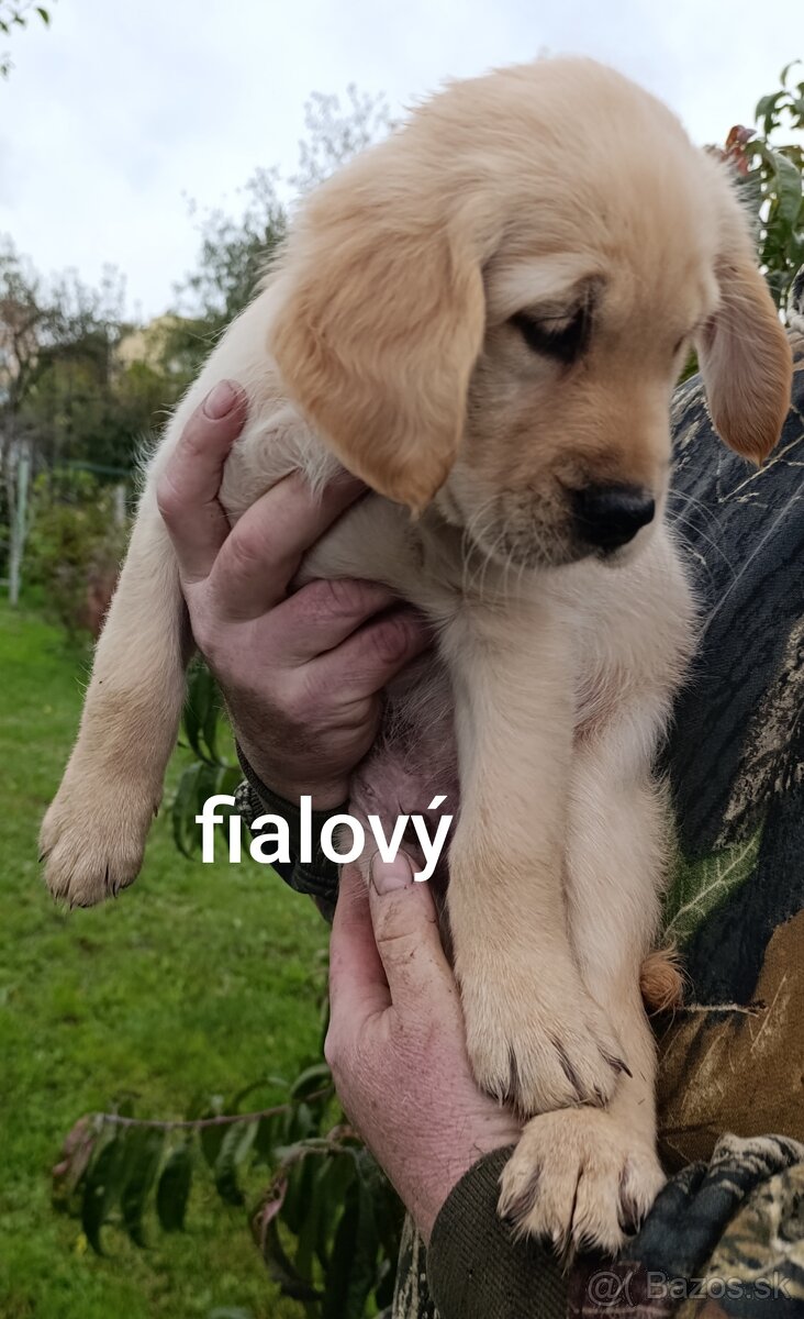 Šteniatka zlatý retriever