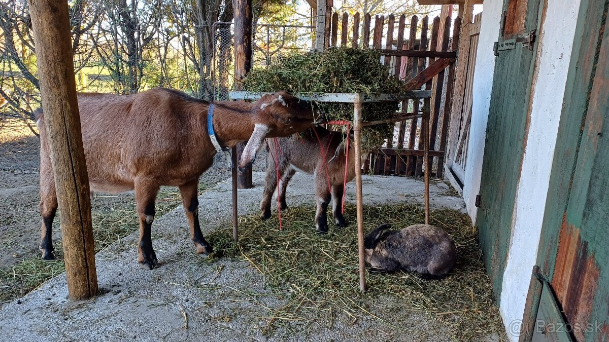 Predám slepačie vajcia