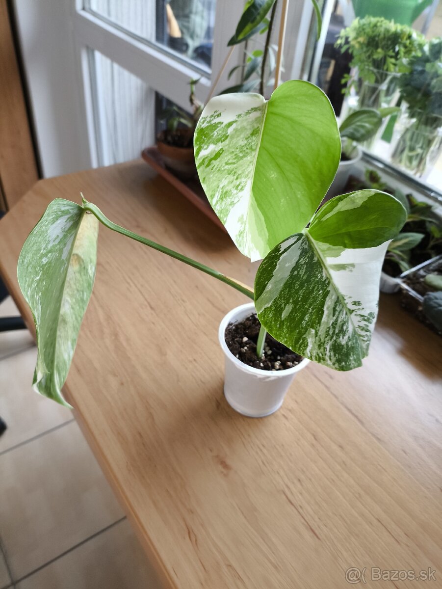 Albo monstera