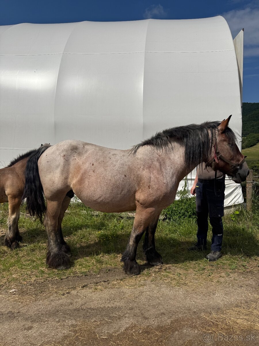 Arden kobyla +zrieba