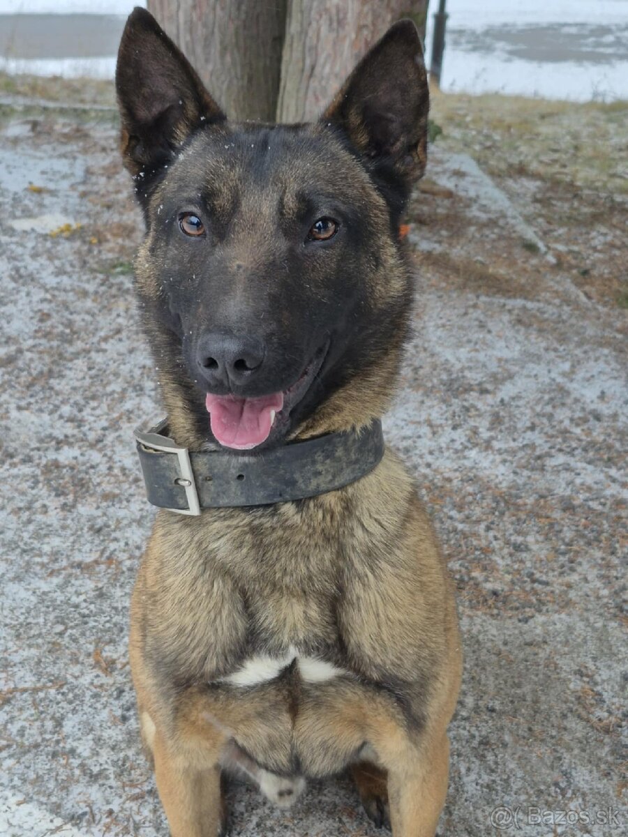 Belgický ovčiak malinois