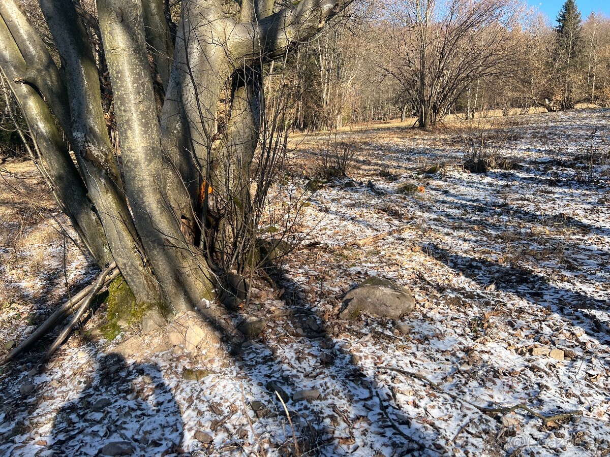 PREDAJ lesný pozemok, Chotár, Nová Baňa, 10 842 m2