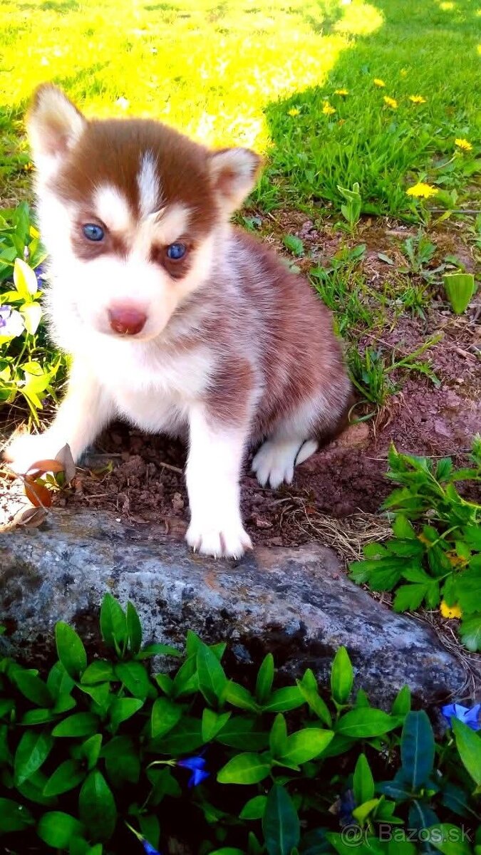 Sibirsky husky hasky