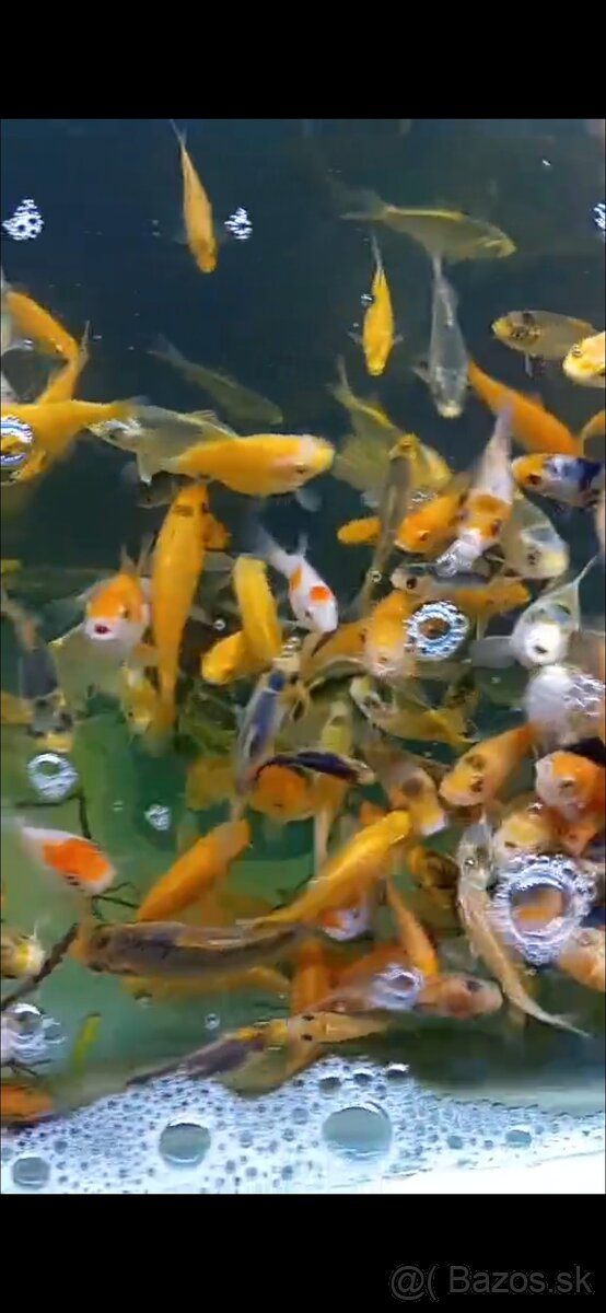 Karas,koi kapor