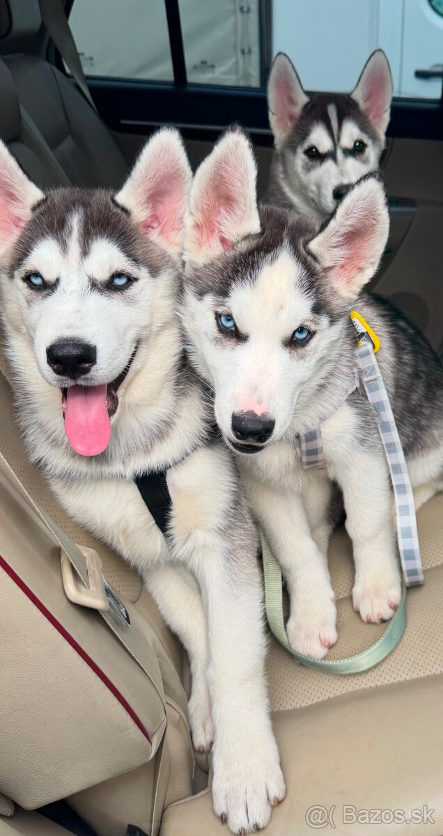 Sibírsky husky šteniatka