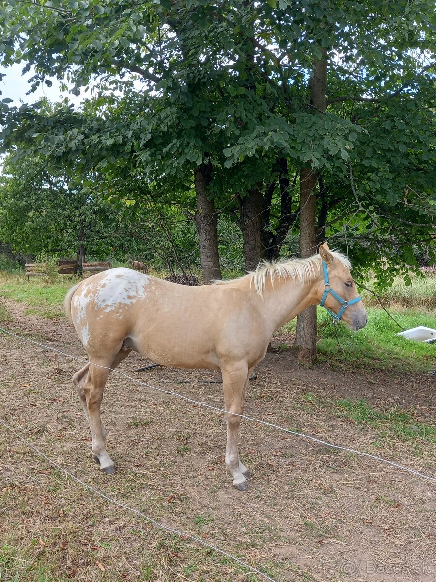 Appaloosa