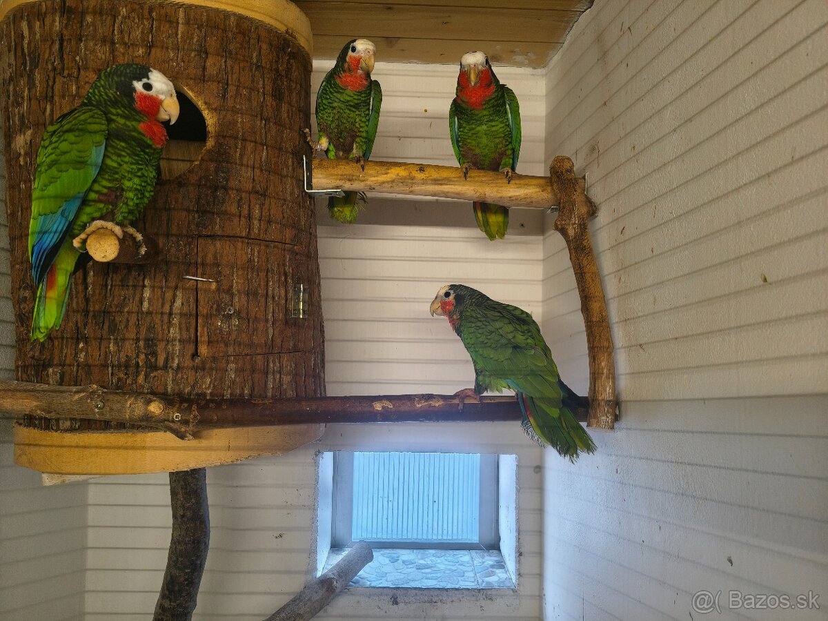 Amazoňan Kubánsky 1.0