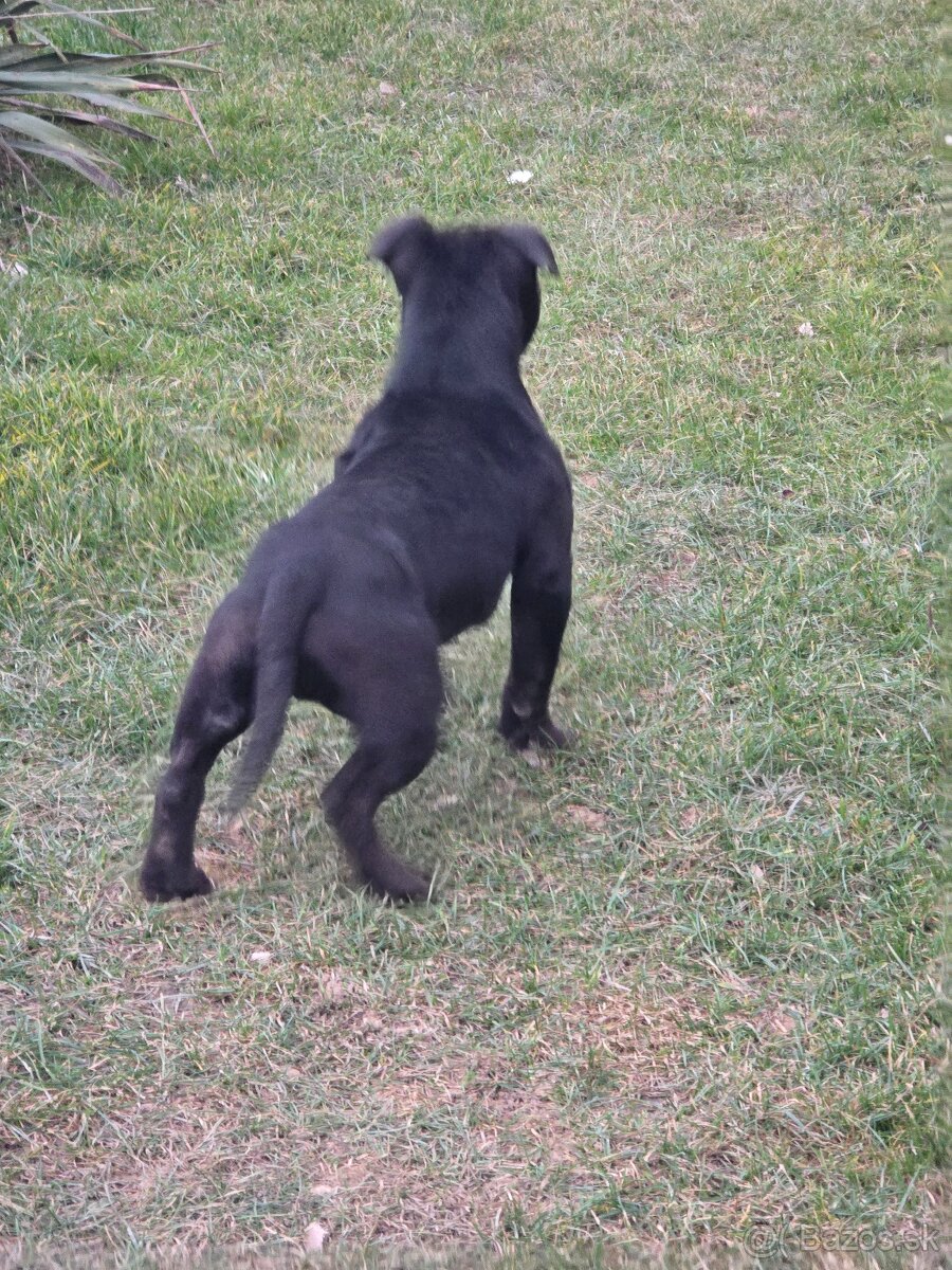 American bully Štandard