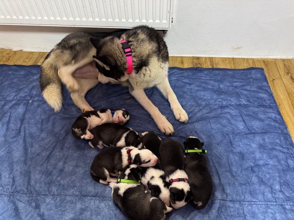 Prodám krásné štěňátka sibiřský husky k rezervací