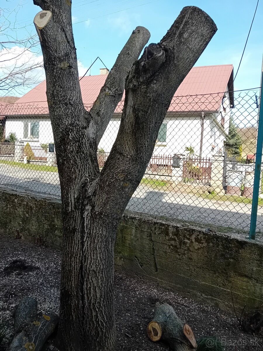 Orechový kmeň