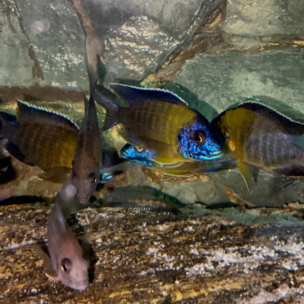 Aulonocara blue neon