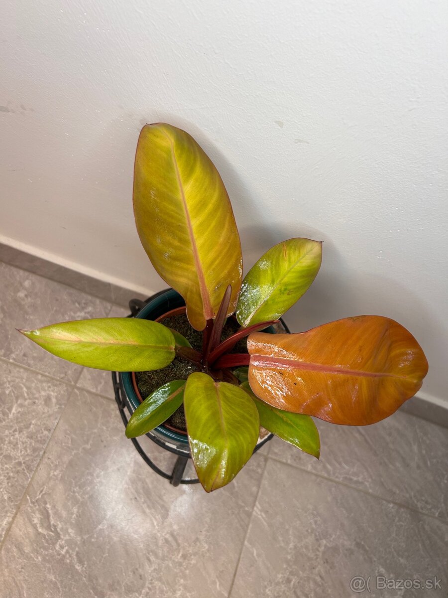 Philodendron Prince of Orange