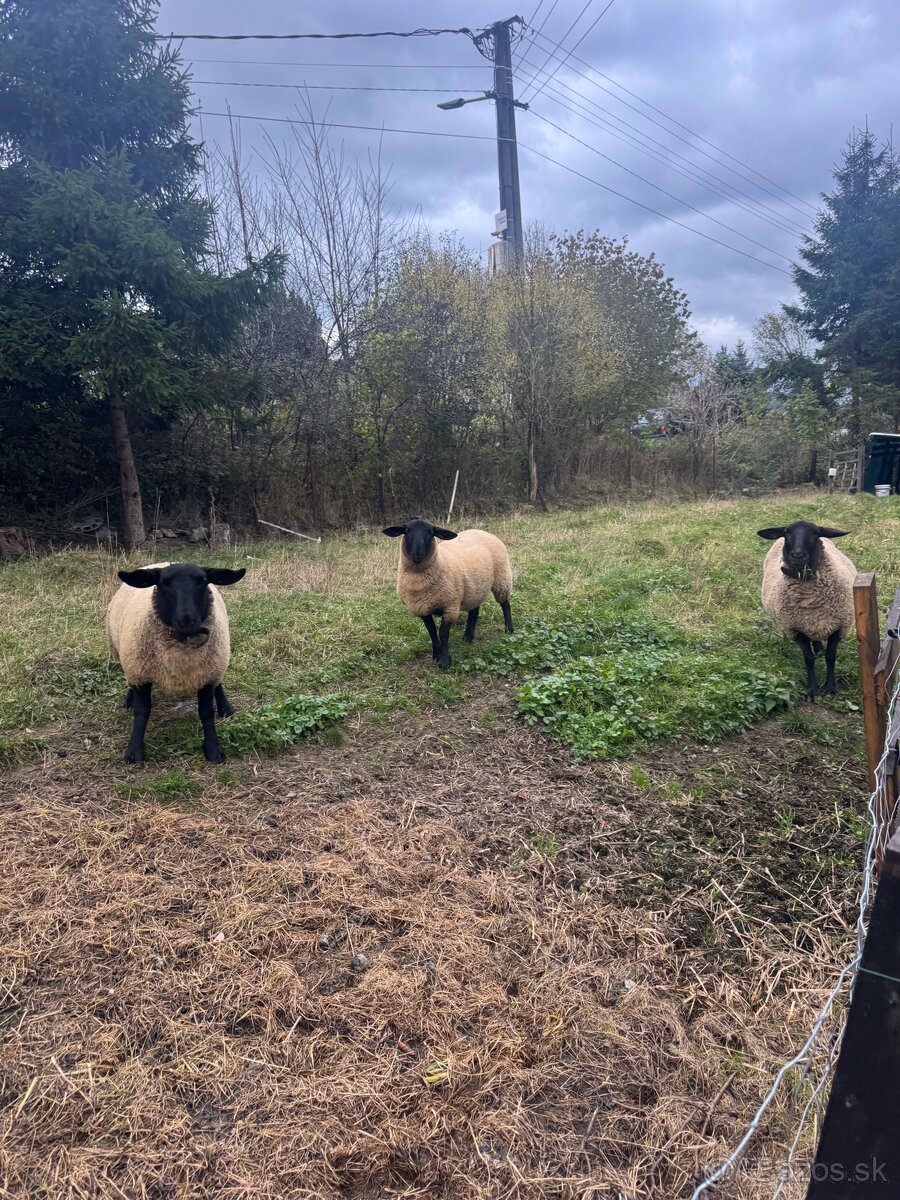 2 ovce – plemeno Suffolk 🐑