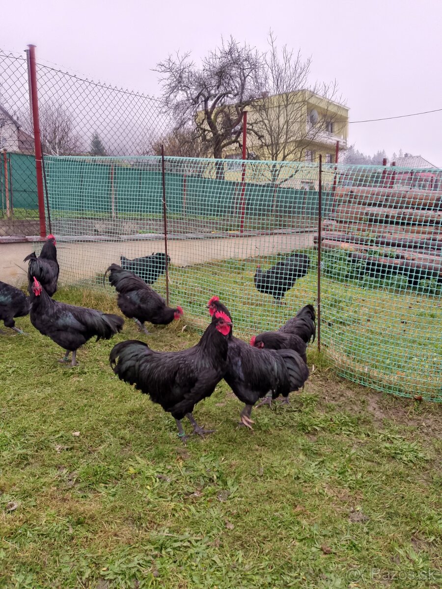 Australorpka velká čierna