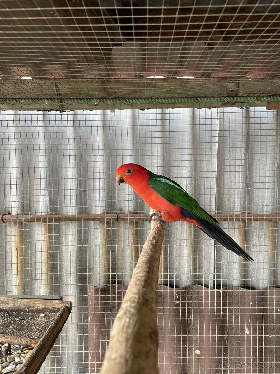 Papagáj kráľovský