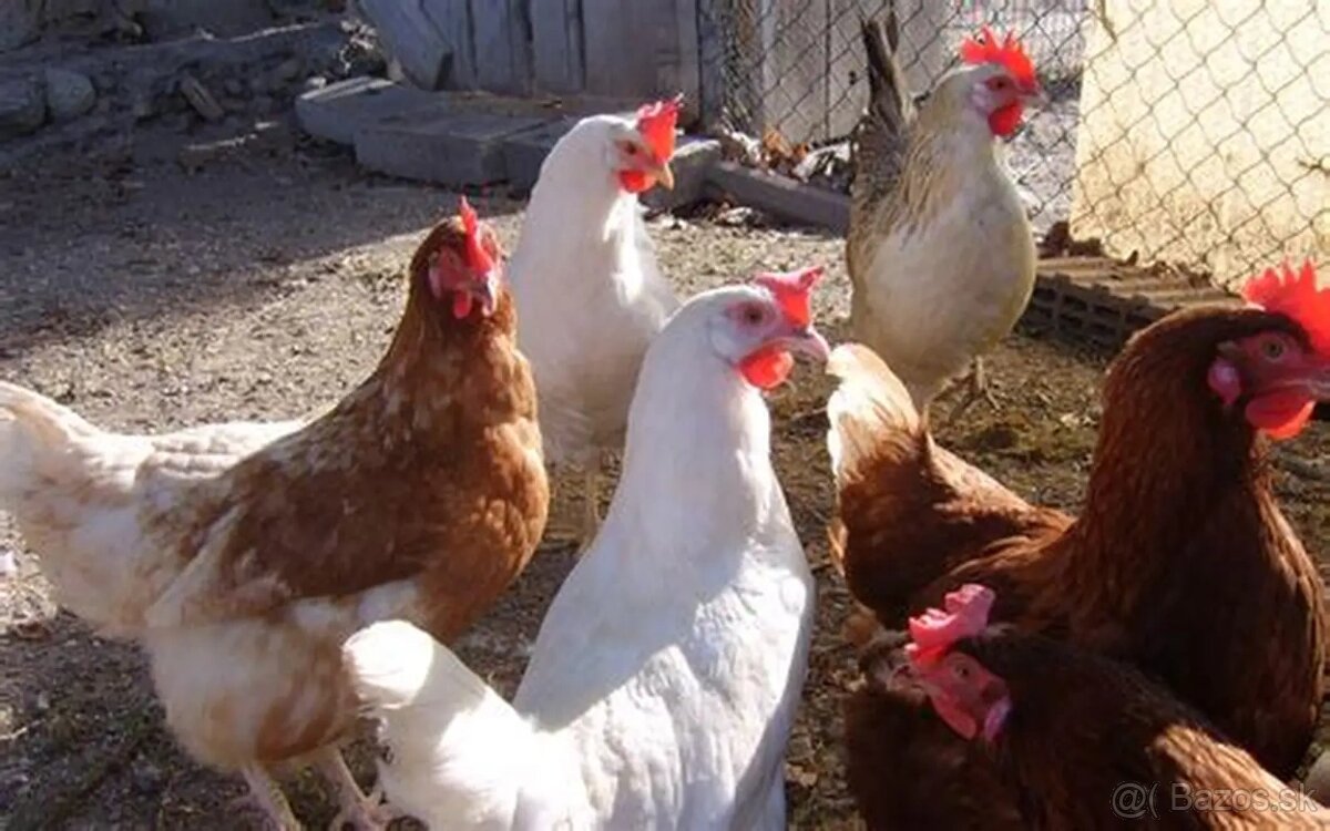 Nasadové vajíčka- mix gazdovský dvor