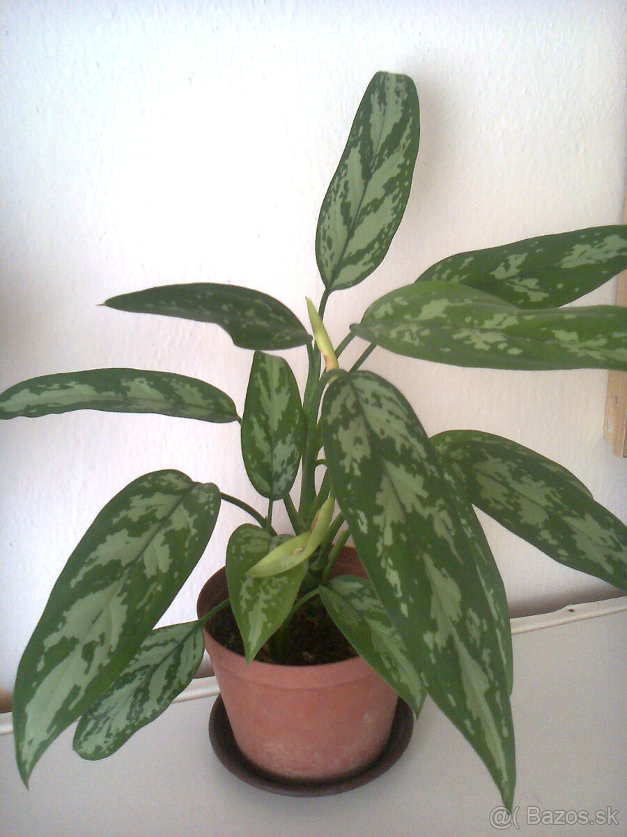 Orchidea