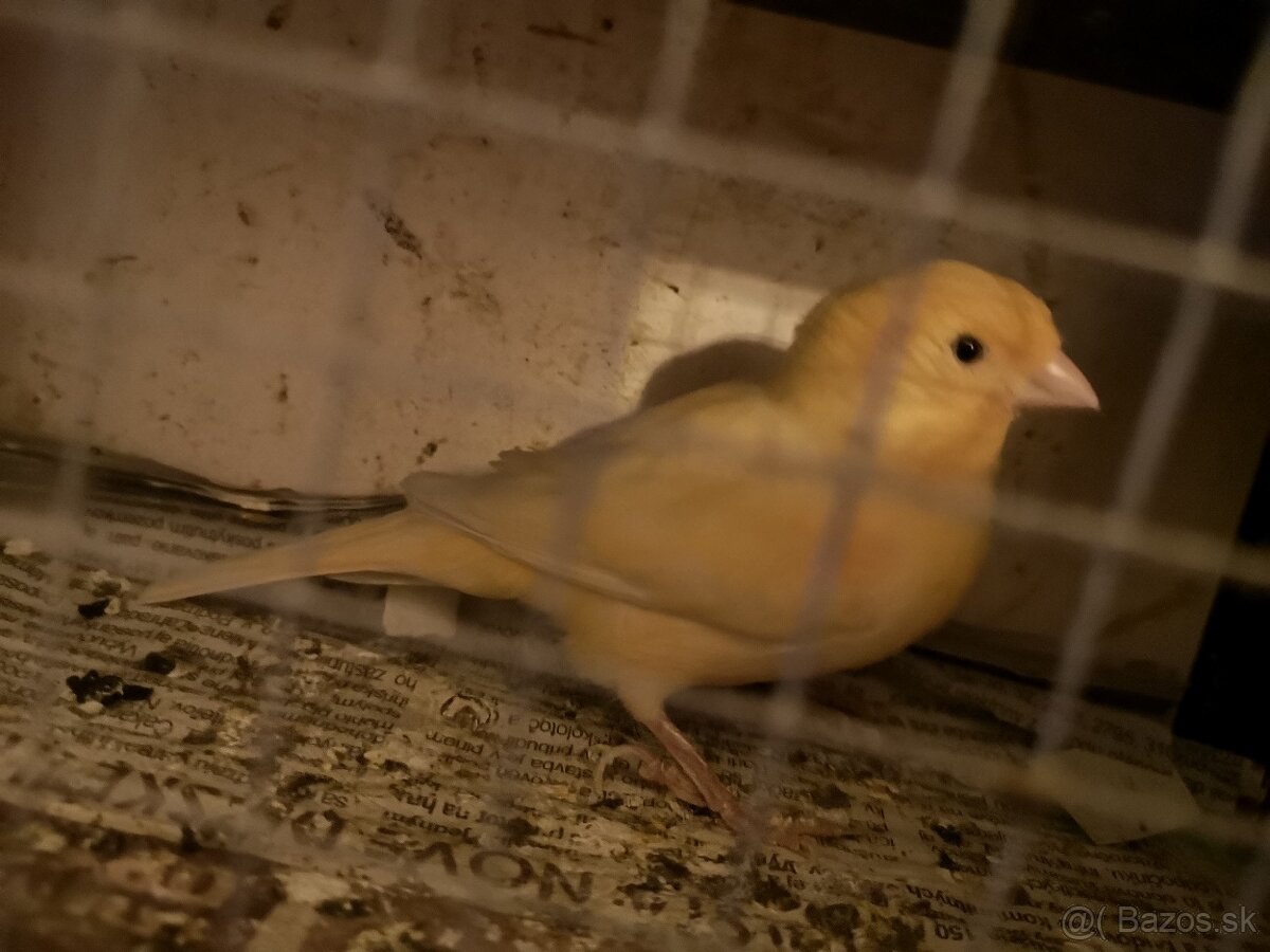 Kanarik