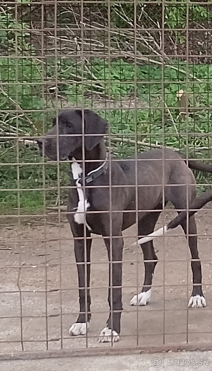 Nemecká doga