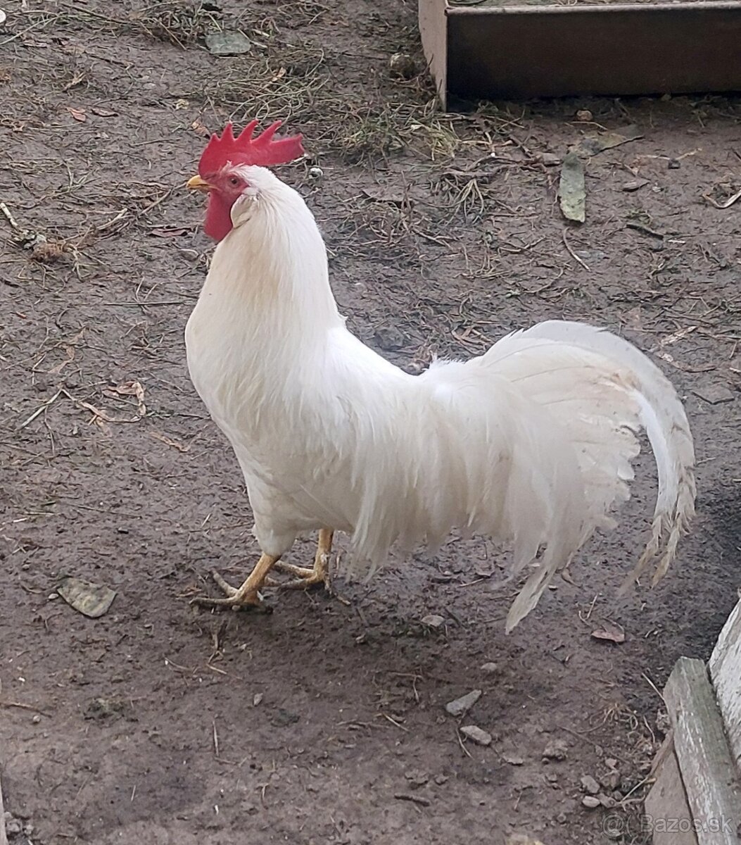 kohut leghorn