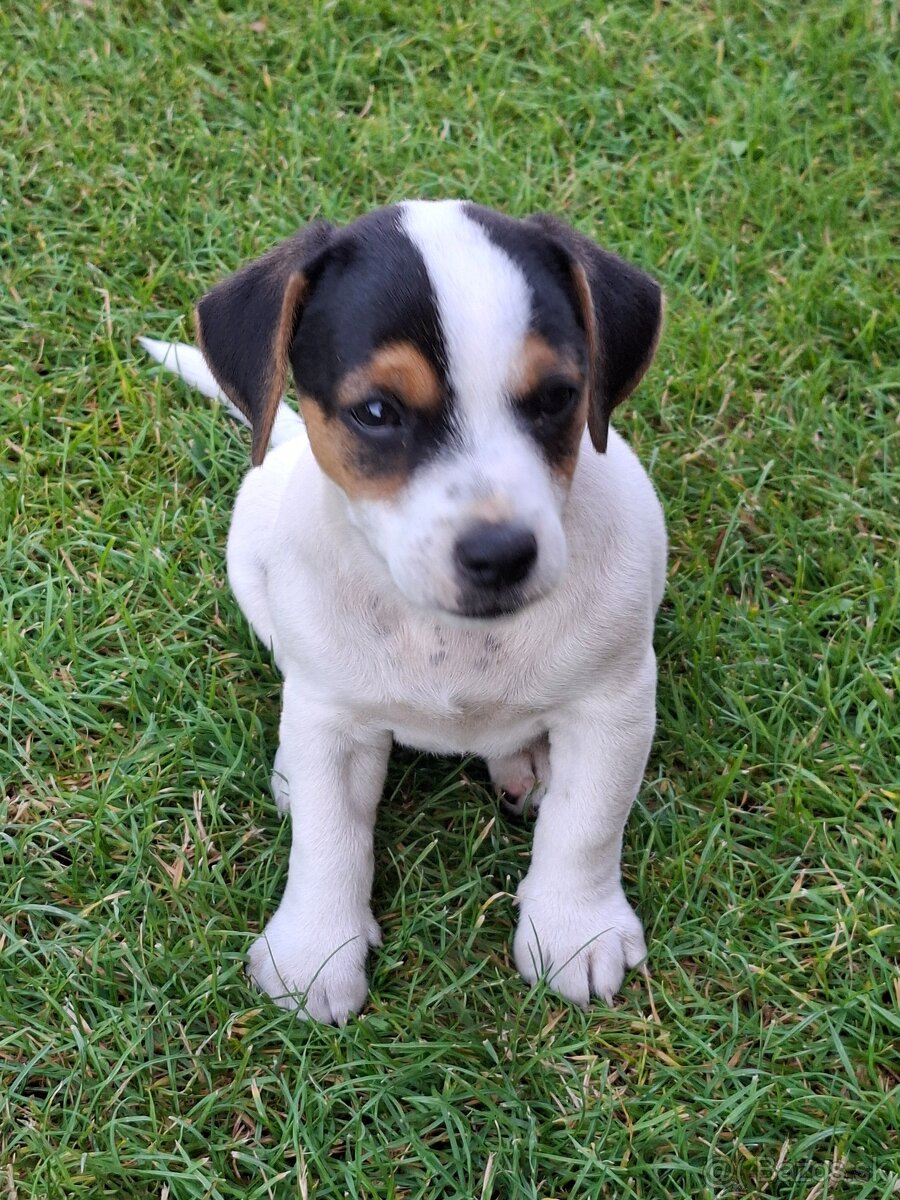 Jack Russell teriér