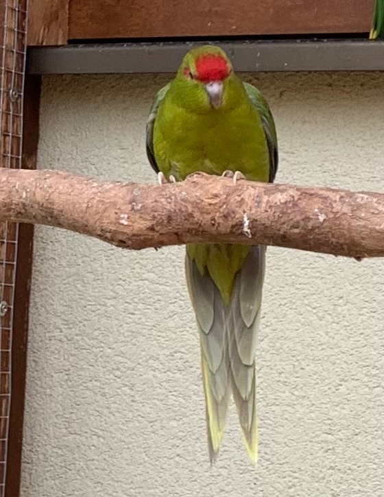Kakariky