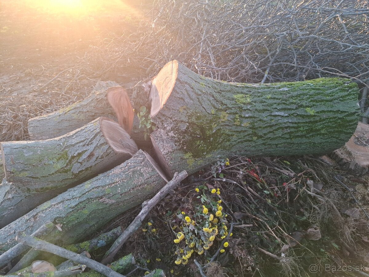 Predám kmeň z orecha