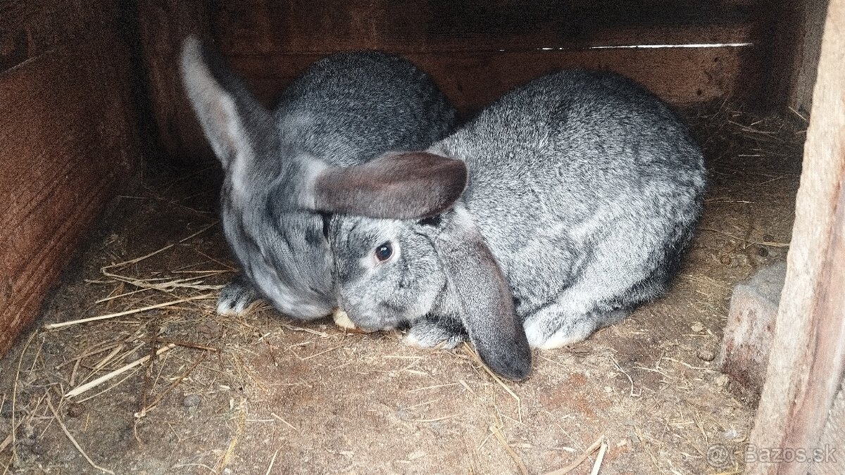 Predám chovné samice