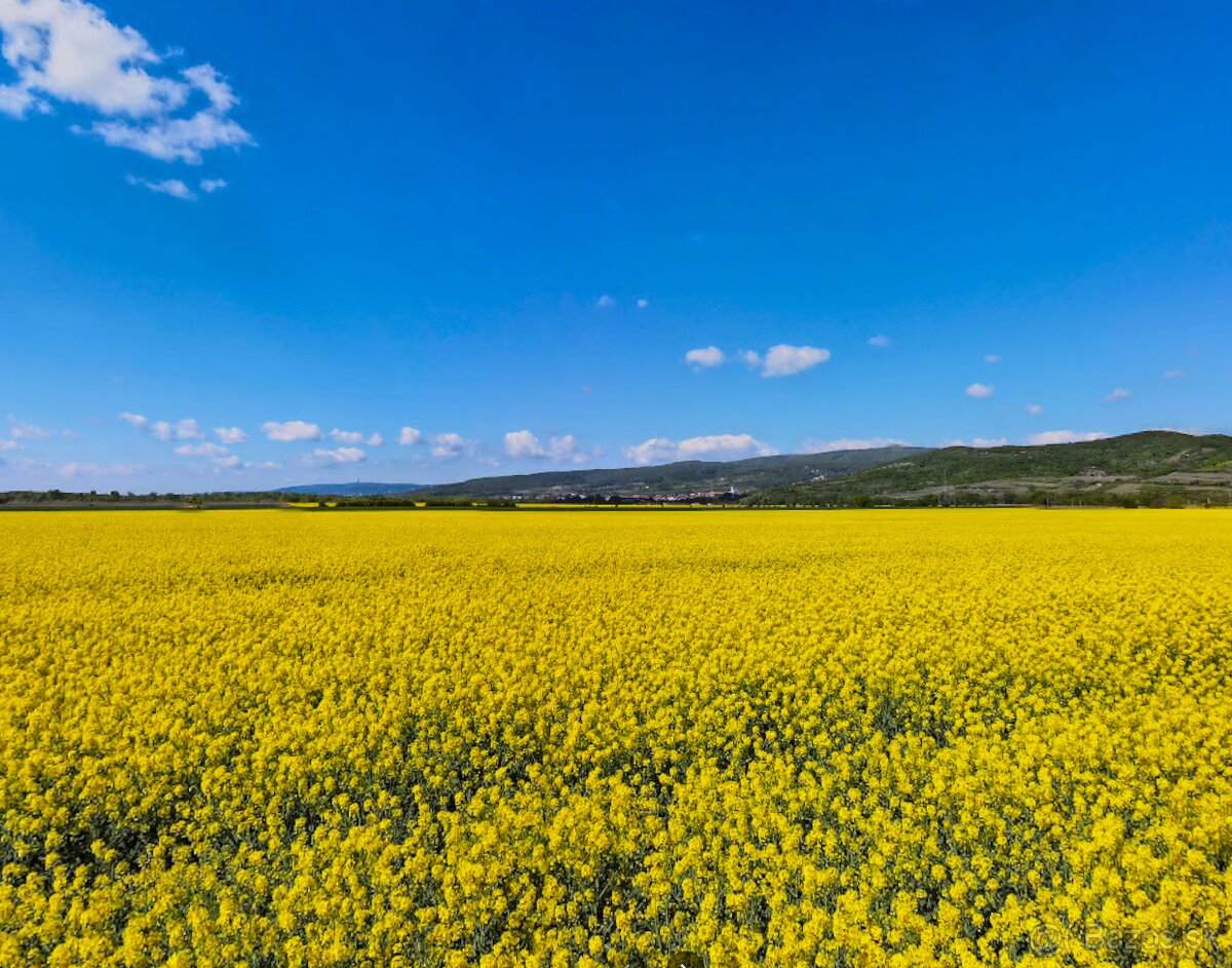 Slovenský Grob -26.000 m2 ORNÁ PÔDA