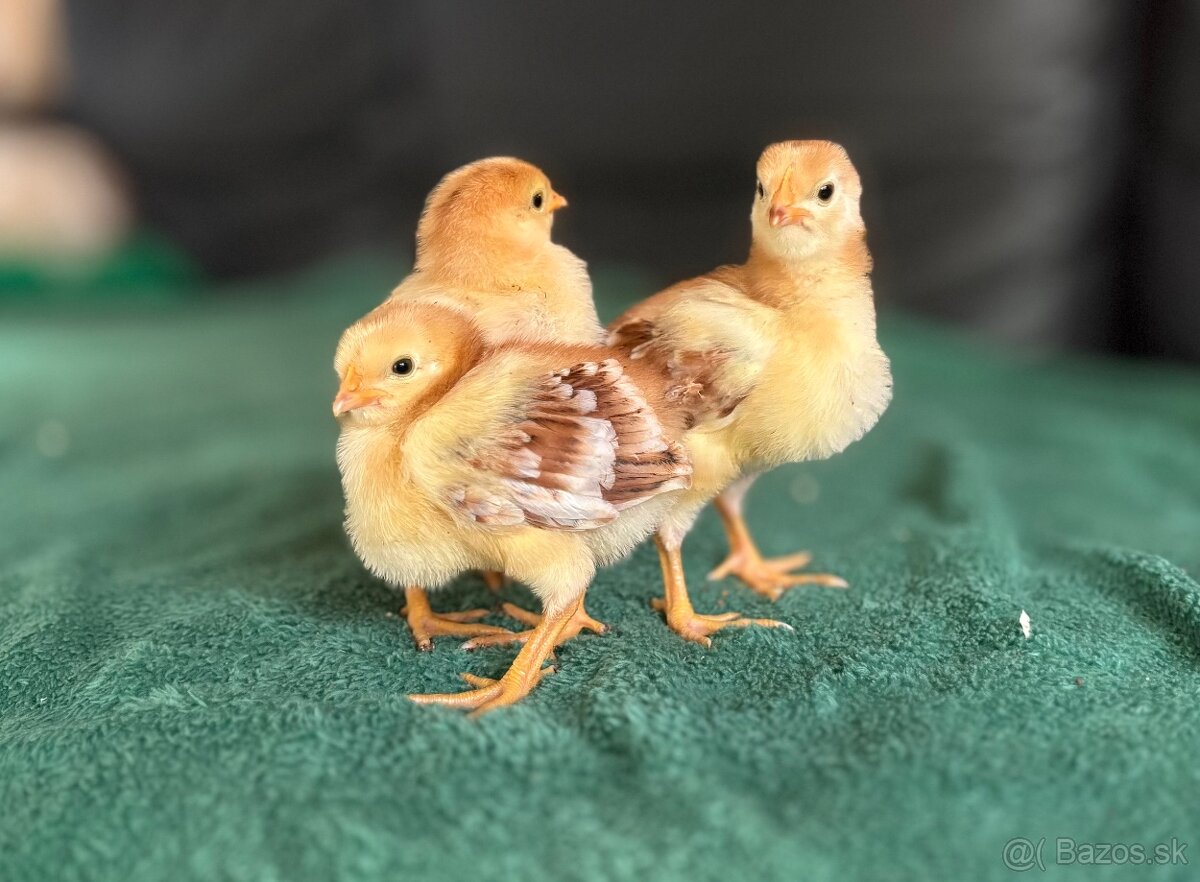 Čistokrvné kuriatka marans, rodajlendka, oravka