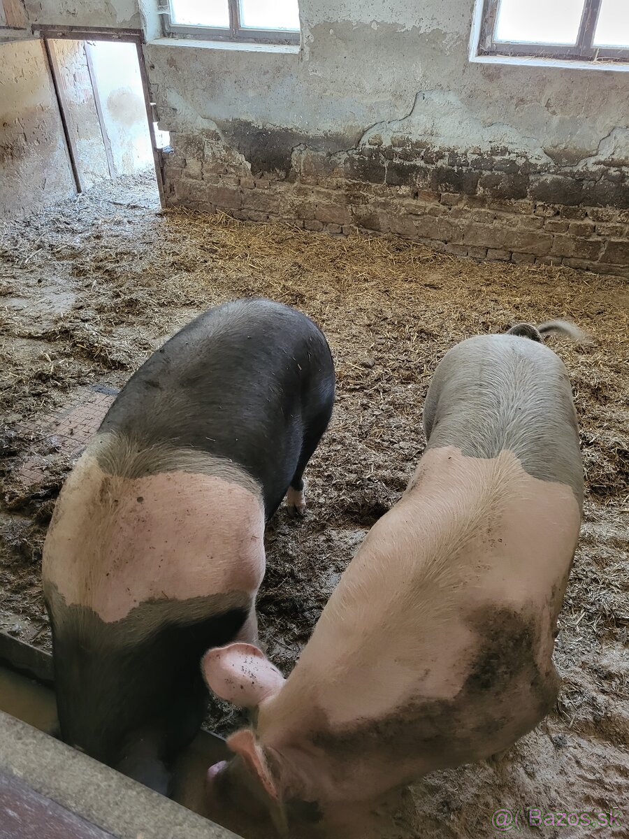 Predám