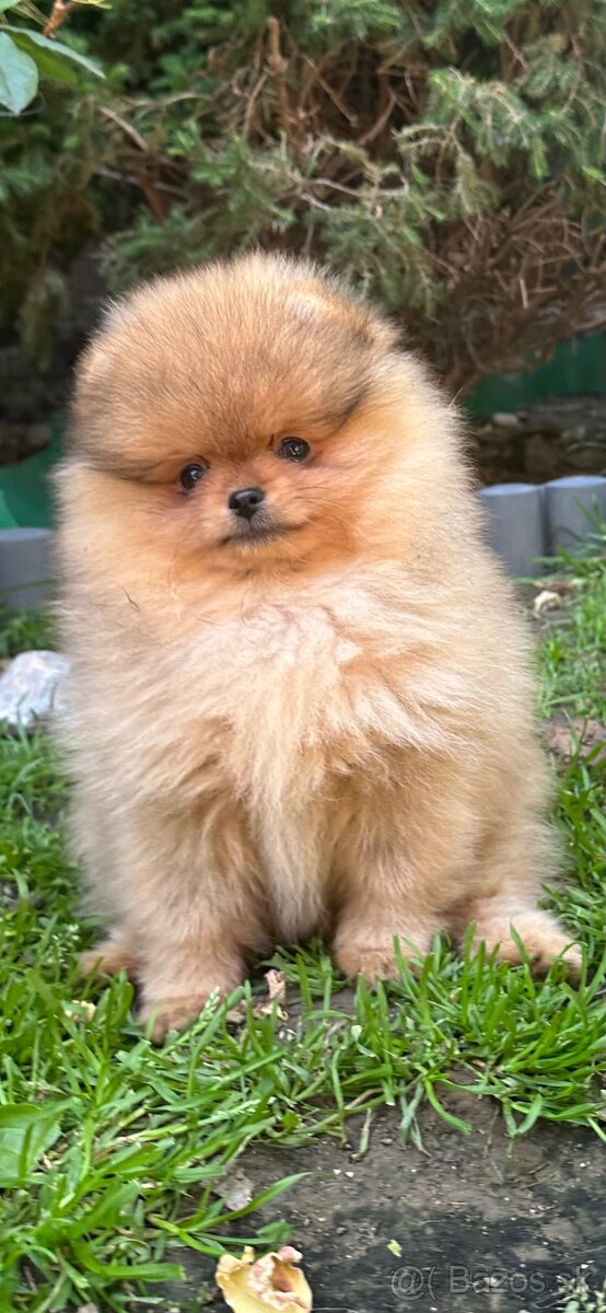 Pomeranian s pp FCI