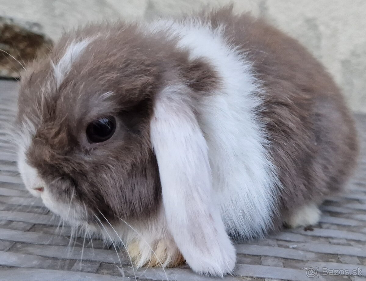 Minilop- mláďatko